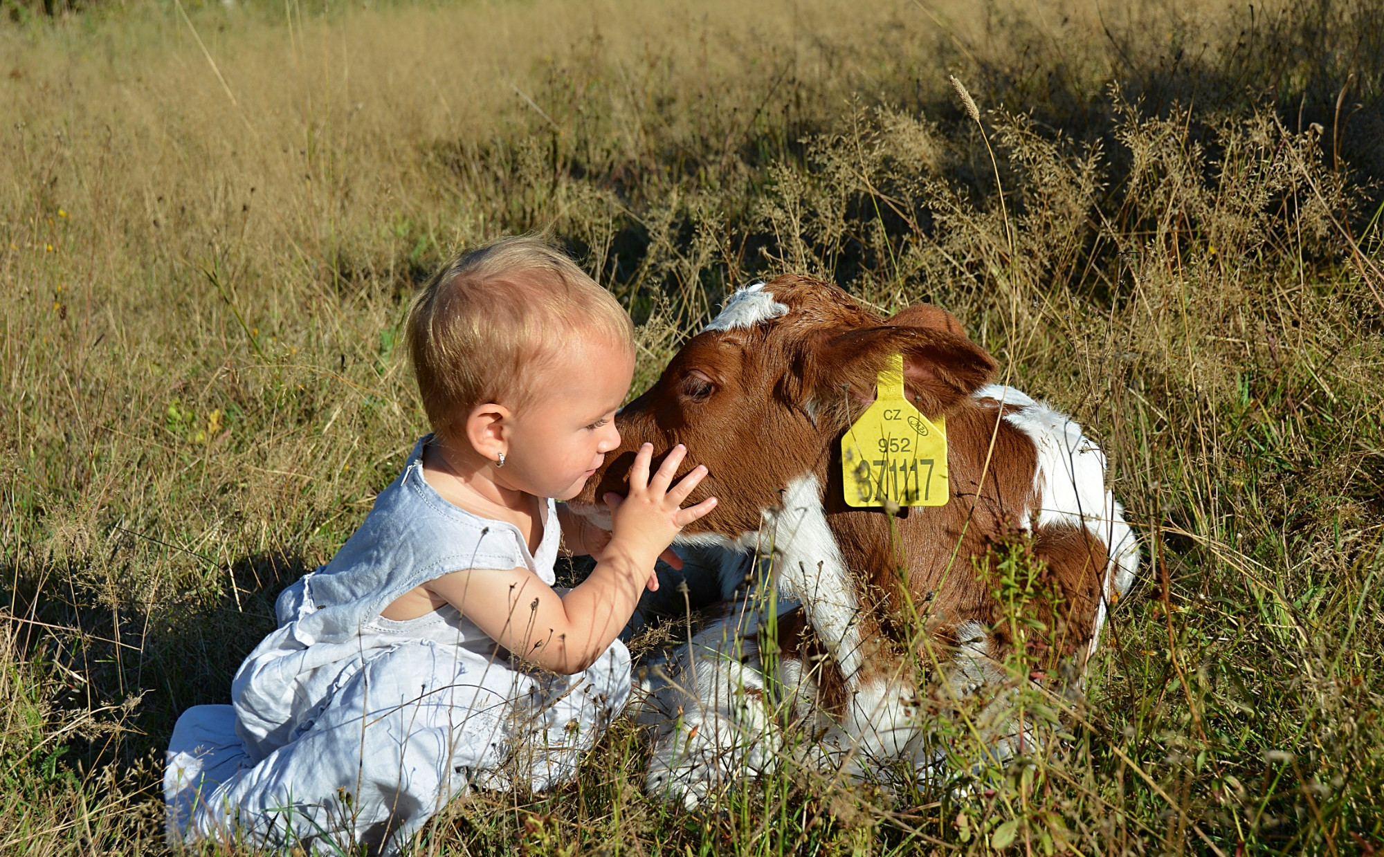 Společnost CHOVSERVIS a.s.