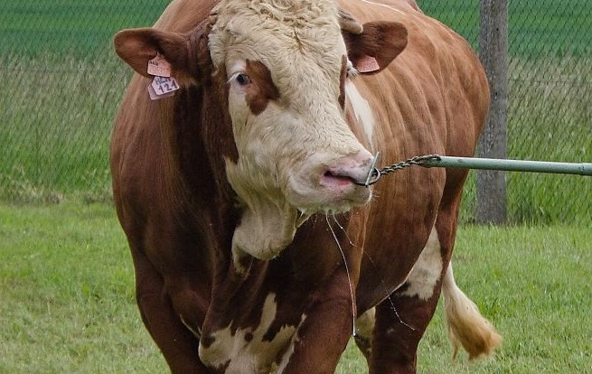 Inseminace
skotu