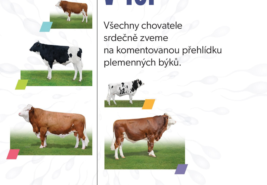 Přehled býků v Litohoři 14. 5. 2026